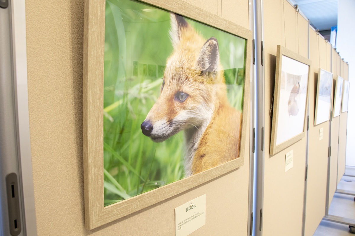 大地の仲間たち 小倉博昭 写真展 イベント 丘のまちびえい活性化協会