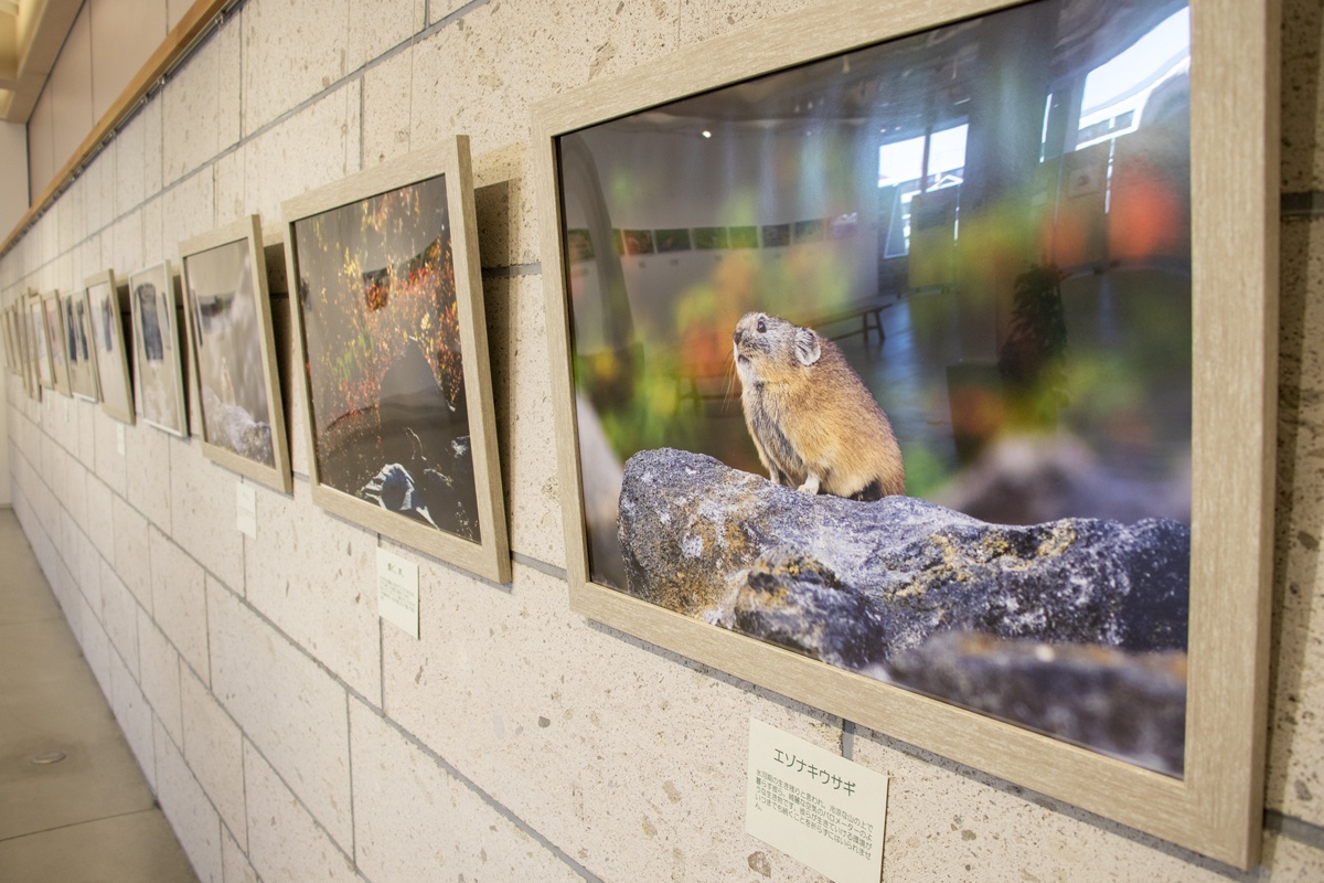 大地の仲間たち 小倉博昭 写真展 イベント 丘のまちびえい活性化協会 大地の仲間たち 小倉博昭 写真展 イベント 丘のまちびえい活性化協会